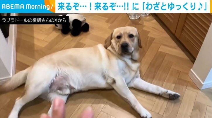 ラブラドールレトリーバーの横綱くん（2歳）