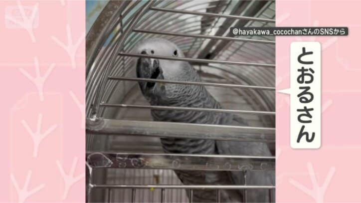 とおるさん、カキカキして