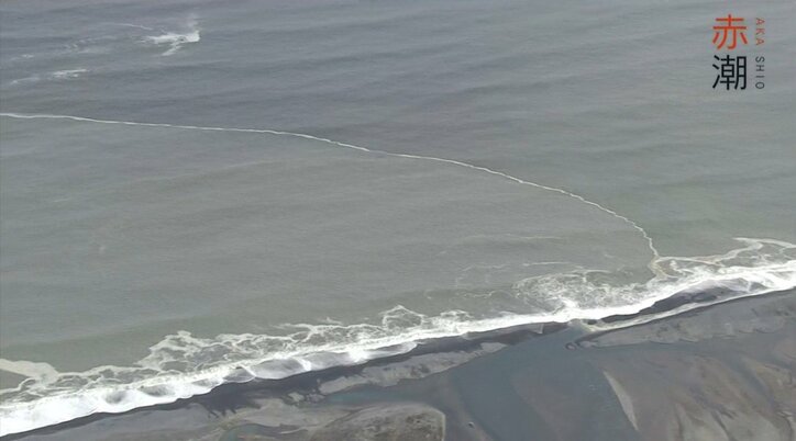 北海道の最高級ブランド「昆布森のウニ」が赤潮で窮地に…“ウニ一筋50年”の漁師の嘆き