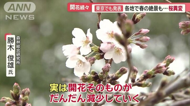 暖冬が桜に悪影響
