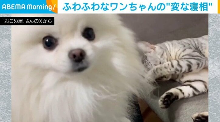 犬のこめたくん