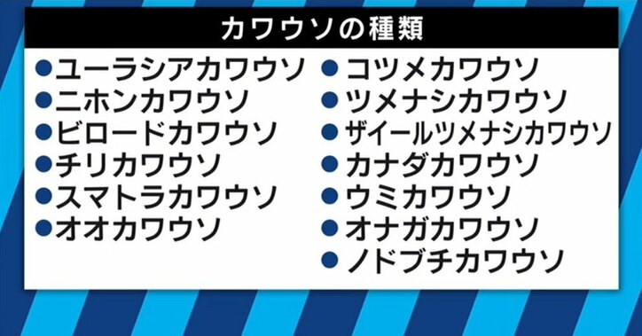 「環境改善で個体数が増えていくこともあり得る」 “カワウソ発見”の伊澤教授を直撃