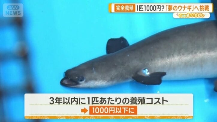 1匹あたり1000円に