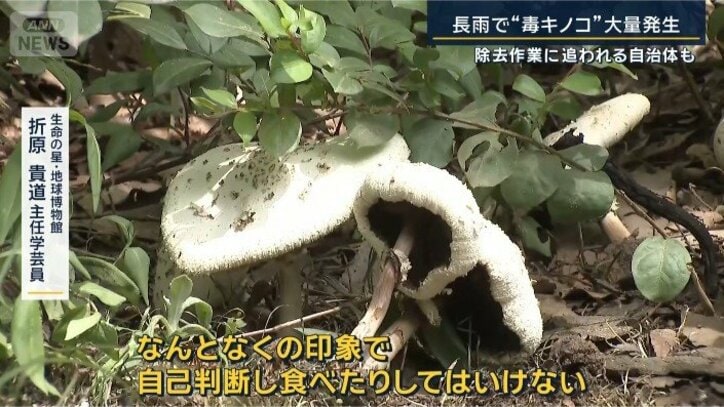 折原主任学芸員