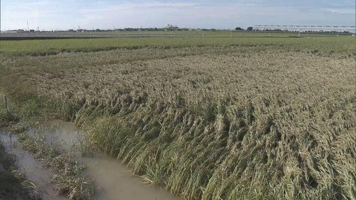 収穫目前の“米どころ”を直撃・地元産業にも大きな爪痕…今度は福井で記録的大雨