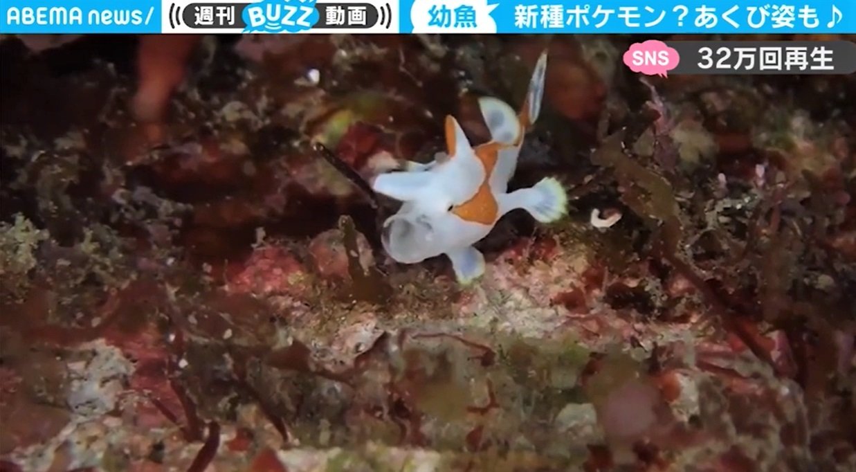 水中ガイドも癒される 指先より小さい魚の あくび 姿 新種のポケモンか の声も 国内 Abema Times