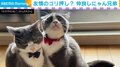 2匹の猫が肩組み!? “友情のゴリ押し”ポーズに「人間味がありますね」と反響