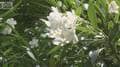 “猛毒の樹”根も葉も毒　身近に潜む有毒植物に注意「分からないものに近づかないで」