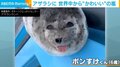 あっかんべーで世界中を魅了！ アザラシのお昼寝中の“可愛らしい表情”に大反響 