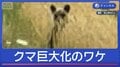 GWの人里に…クマが巨大化　なぜ？