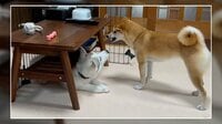 ハスキー子犬の“あおり”に柴犬ブチギレ 