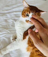 松居直美『おはようございます⋆⸜(* ॑꒳ ॑* )⸝』