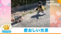 【映像】スタスタ行く犬と追いかける子ども