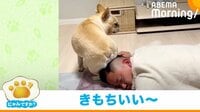 【映像】飼い主の頭にお尻をスリスリする犬 「パパの頭をなんだと思ってるw」とツッコミの嵐