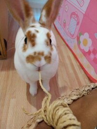 小林礼奈『余計な一言』