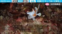 【映像】小さい魚の“大きな”あくび姿