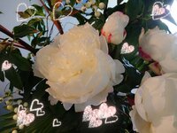 高橋英樹『娘の結婚』