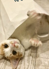 坂上忍、“義理の、義理の”義理チョコに感謝「有難く、頂戴しております」