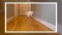 【映像】壁に頭をぶつける猫