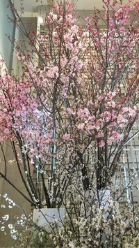 小林麻耶『ありがとうございました！』