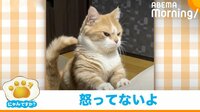 【映像】激おこ? 飼い主を起こした猫の寝ぼけた“表情”