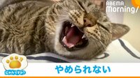 【映像】「くっさー!」黒猫のおしりをクンクンするキジトラ
