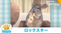 【映像】“ワイルド”にギターを投げ捨てるチンチラ