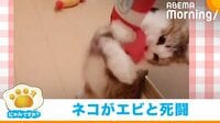 【映像】おもちゃのエビにプロレス技をかける猫