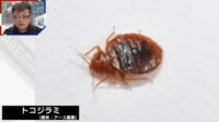 【映像】「トラウマになる痒さ」トコジラミ日本で急増の懸念