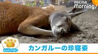 【映像】「こんな感じでしたっけ?」 カンガルーの“寝方”に動物園がツッコミ