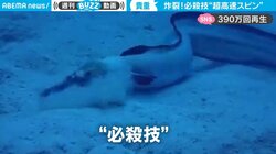 「想像以上に超必殺技」ウミヘビの貴重な捕食シーンに驚きの声 ネット上で390万回再生