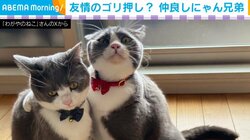 2匹の猫が肩組み!? “友情のゴリ押し”ポーズに「人間味がありますね」と反響