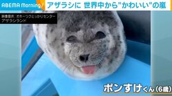 あっかんべーで世界中を魅了！ アザラシのお昼寝中の“可愛らしい表情”に大反響 