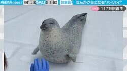 高齢アザラシの芸とフォルムにうっとりする人続出 滑らかな曲線ボディの魅力が100万回再生