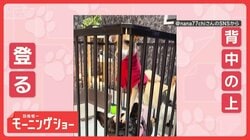 「乗りたいワン！」「気にしないワン」　仲良しワンちゃんたち　なぜ背中にのぼる？　