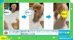 忍び足で近寄り不意打ちジャンプ “猫を見て育った子犬”の行動に「完全に猫」「永遠に見てられる」反響続々