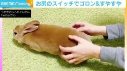 “お尻もふもふ”でスイッチ発動？ ゴロン→すやすやの流れが「かわいすぎてビックリ」