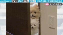 “犬”立ち入り禁止部屋を覗き見する2匹 健気な様子に「入ってこないのが偉い」と反響続々