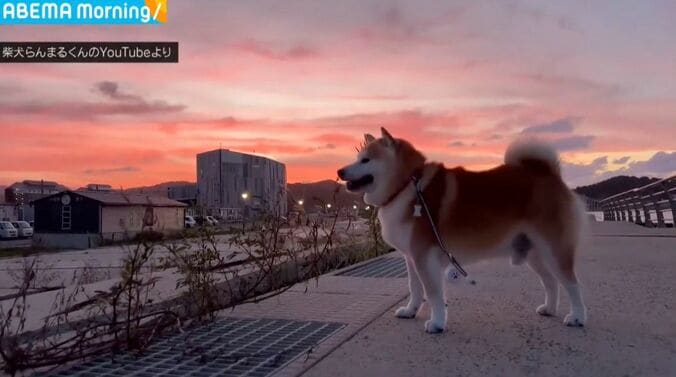 柴犬のらんまるくん