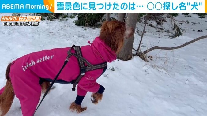 雪道で突然立ち止まる犬…目線の先には“野生のリス”? 「お散歩が全然終わらない」飼い主嘆きのワケ 1枚目