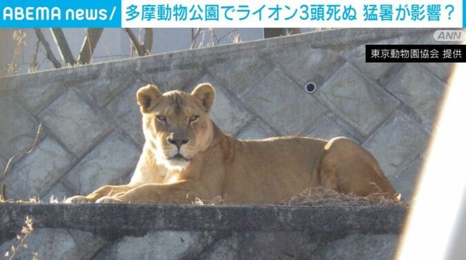 ライオン