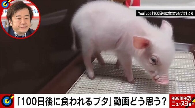 「100日後に食われるブタ」YouTube動画が波紋 「再生数稼ぎ」疑問の声に飼い主は？ 2枚目
