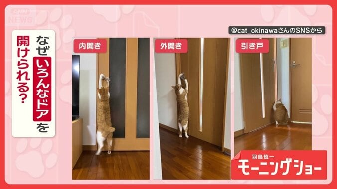 「開けるニャン」　どんなドアも次々オープン！　達人ネコちゃん　なぜ開けるの？ 1枚目