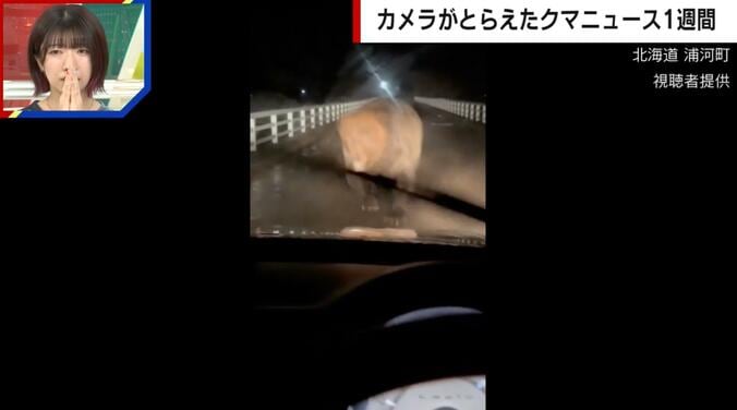 巨大なヒグマが車に突進（北海道浦河町）