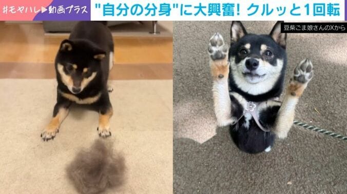 黒柴