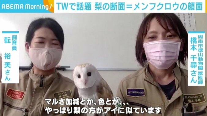 “梨の断面＝メンフクロウの顔”の比較画像が話題 飼育員「リンゴじゃなくてやっぱり梨」 2枚目