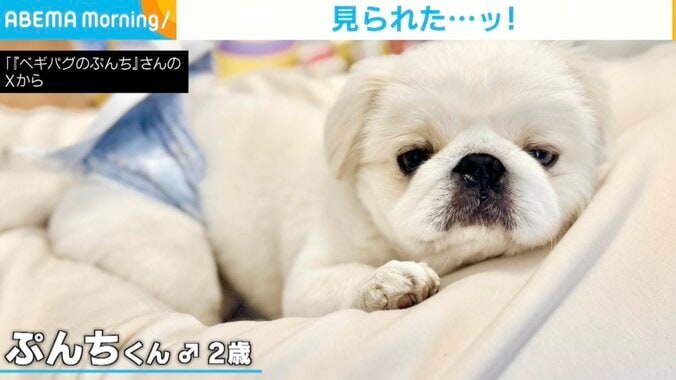 犬のぷんちくん（2歳）