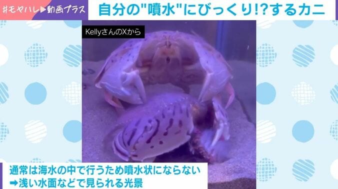 トラフカラッパ