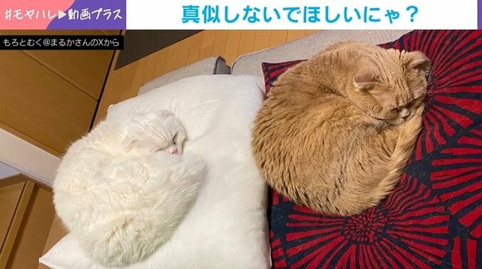 猫のむくくんともろみちゃん