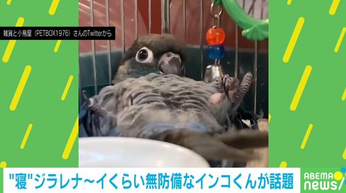 無防備すぎる姿を披露するインコが“瞬間寝落ち” あっという間な出来事に「コトン…てｗｗ」「見事なヘソ天」視聴者くぎ付け 1枚目